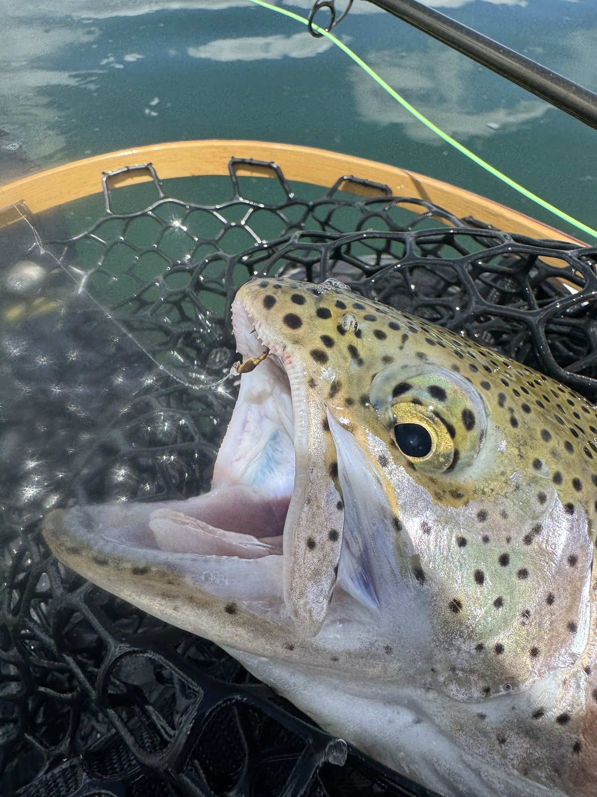 Rainbow trout caught at Spinney Mountain on a Trout Tricks chironomid