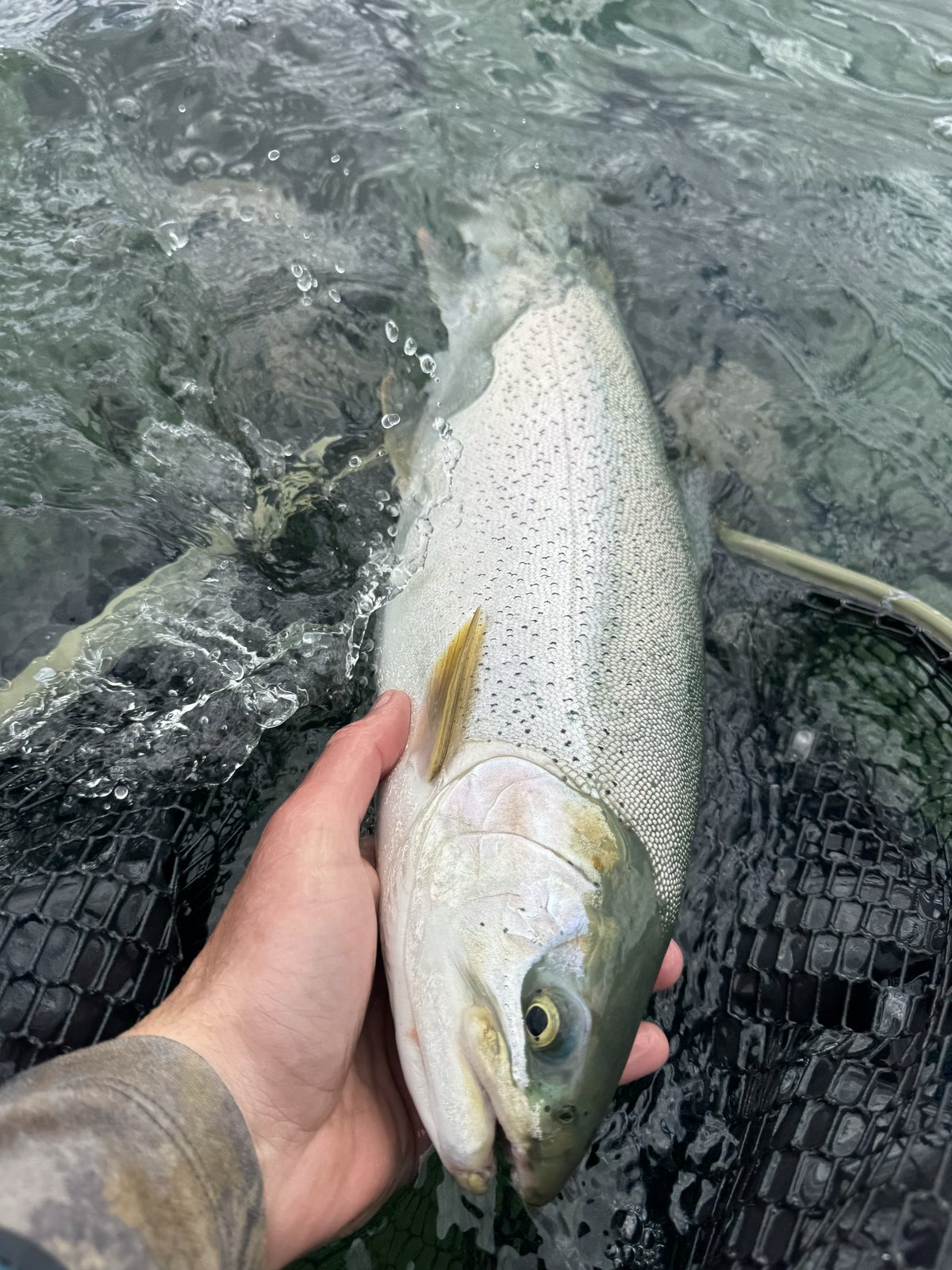 Releasing a Spinney rainbow back into the lake