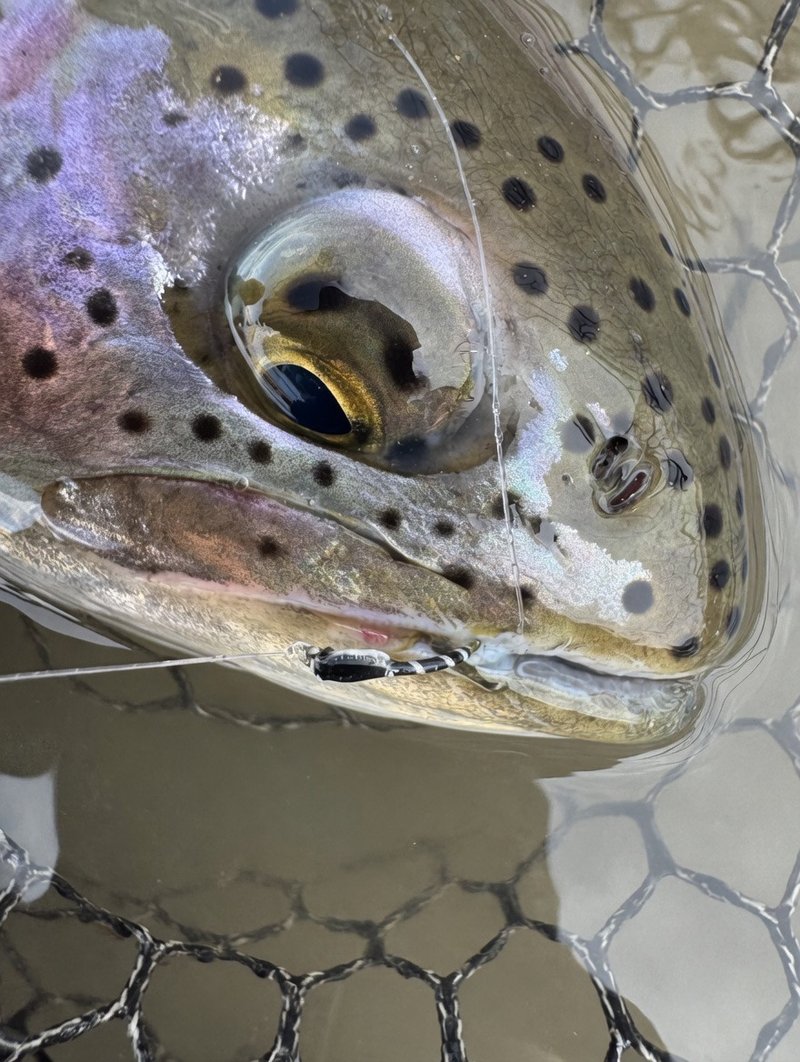 Customer catch on a Trout Tricks fly #1