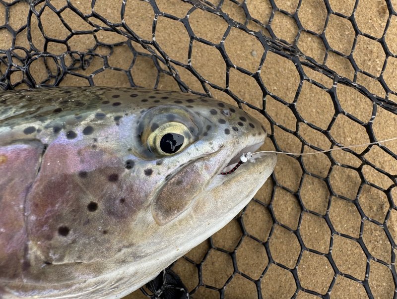 Customer catch on a Trout Tricks fly #2