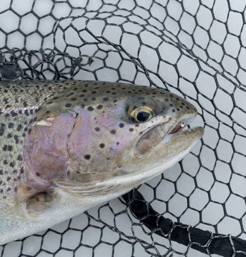 Customer catch on a Trout Tricks fly #3