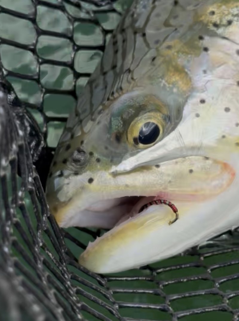 Customer catch on a Trout Tricks fly #4