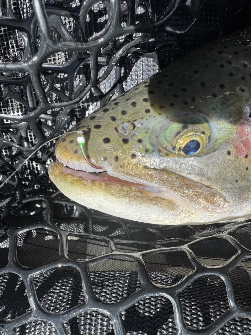 Customer catch on a Trout Tricks fly #5