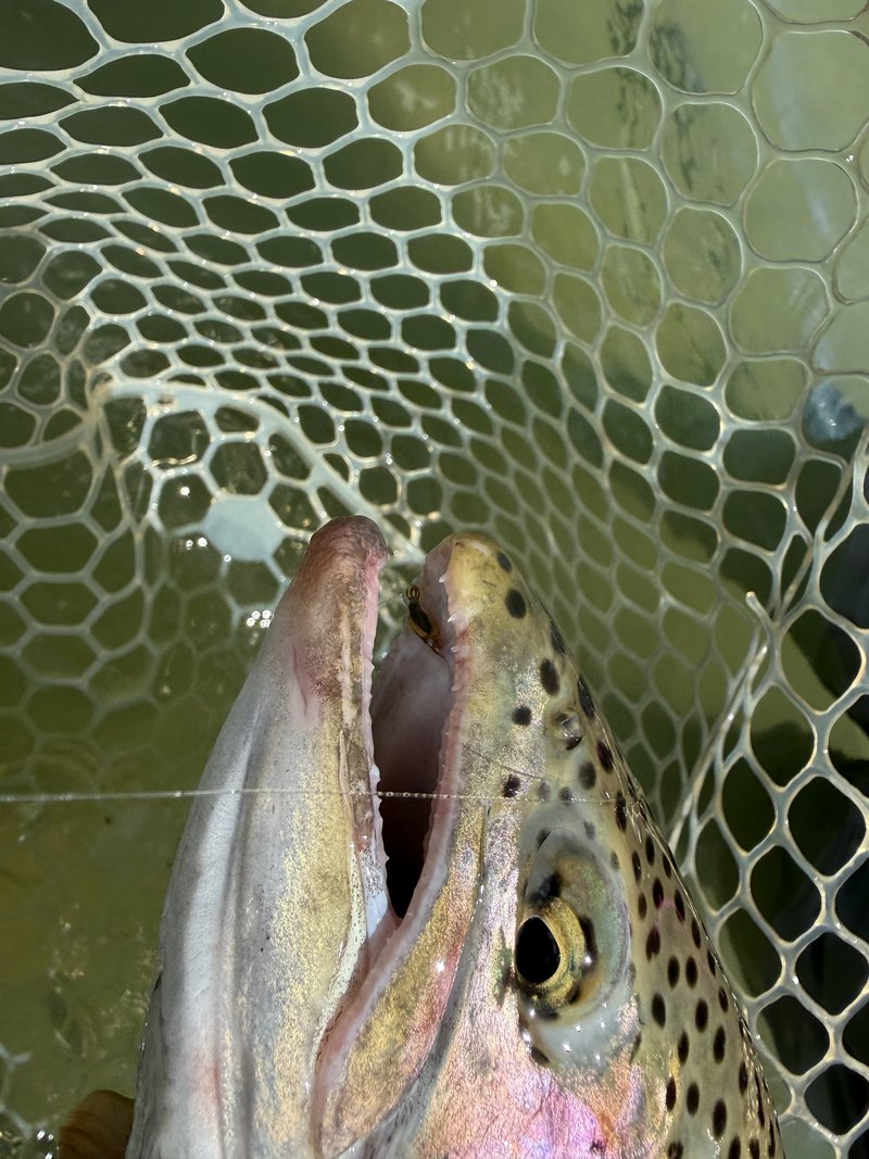 Customer catch on a Trout Tricks fly #7