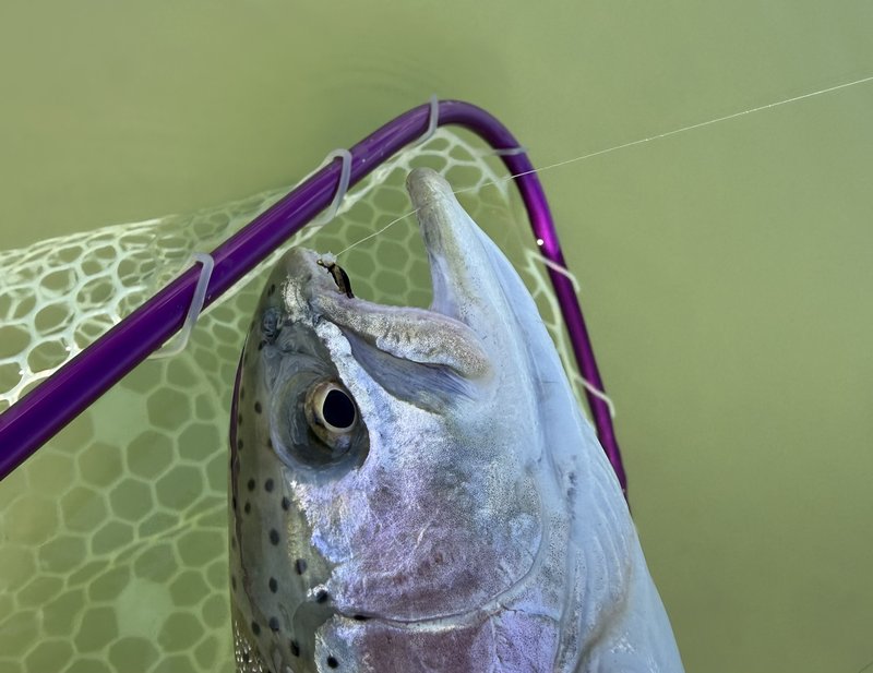 Customer catch on a Trout Tricks fly #8