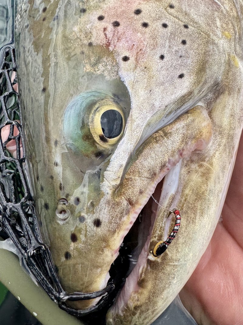 Customer catch on a Trout Tricks fly #9
