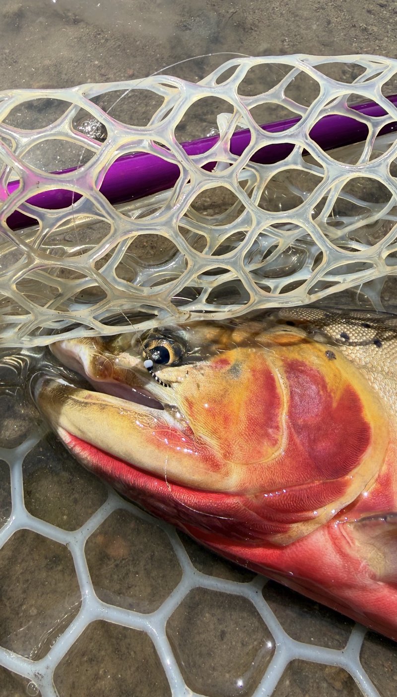 Customer catch on a Trout Tricks fly #10