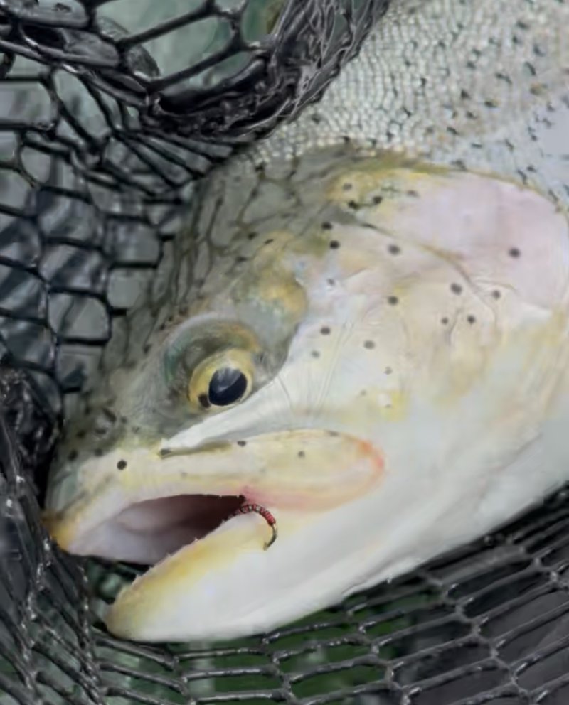Customer catch on a Trout Tricks fly #11