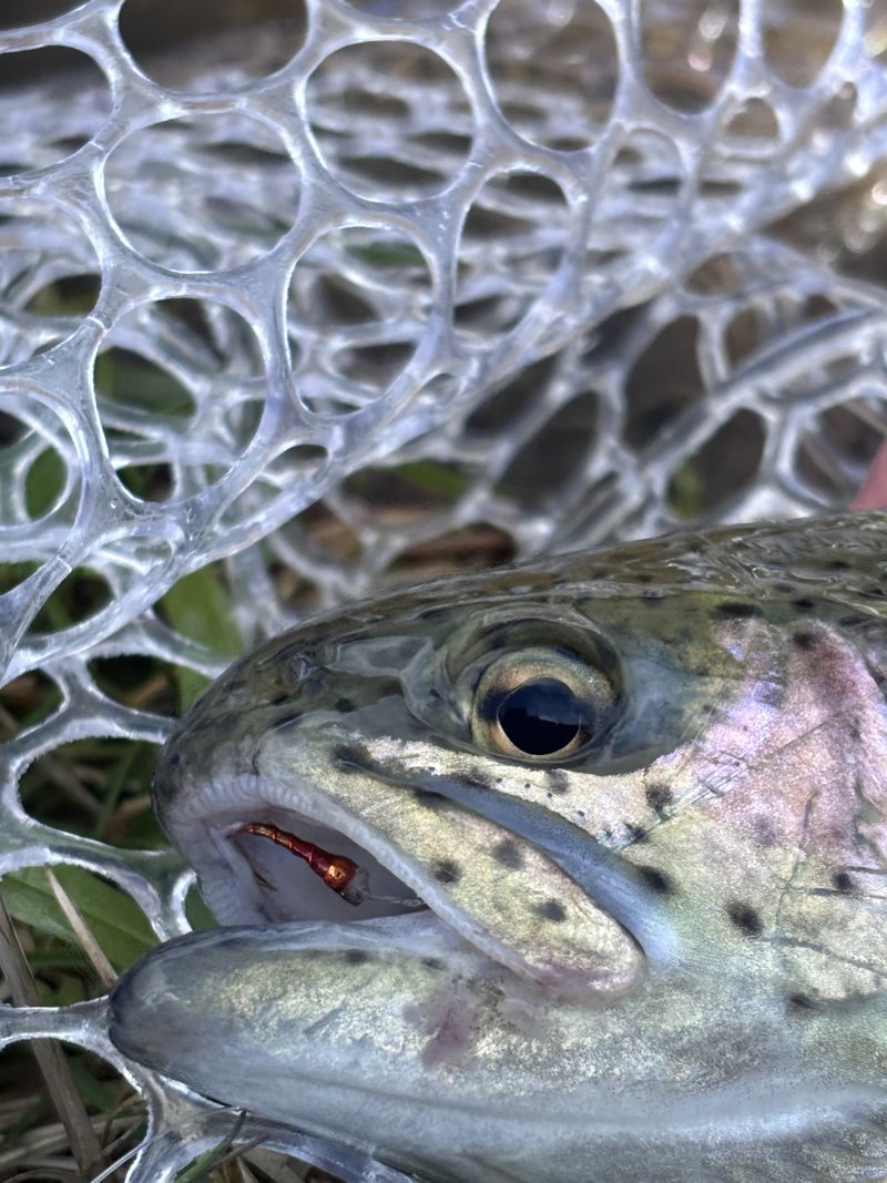 Customer catch on a Trout Tricks fly #12