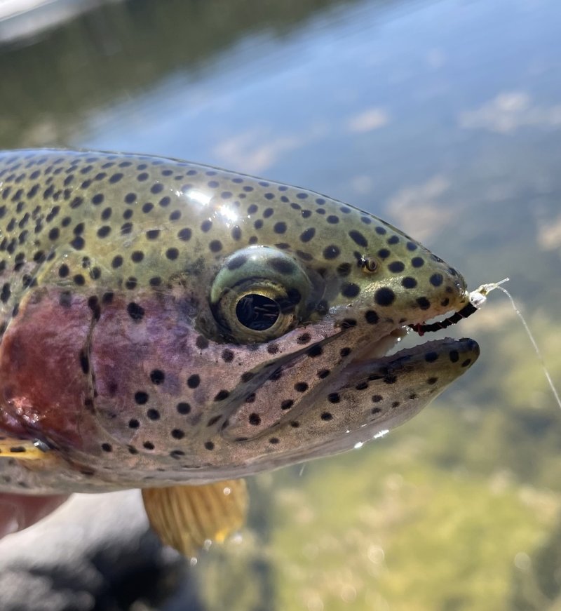 Customer catch on a Trout Tricks fly #13