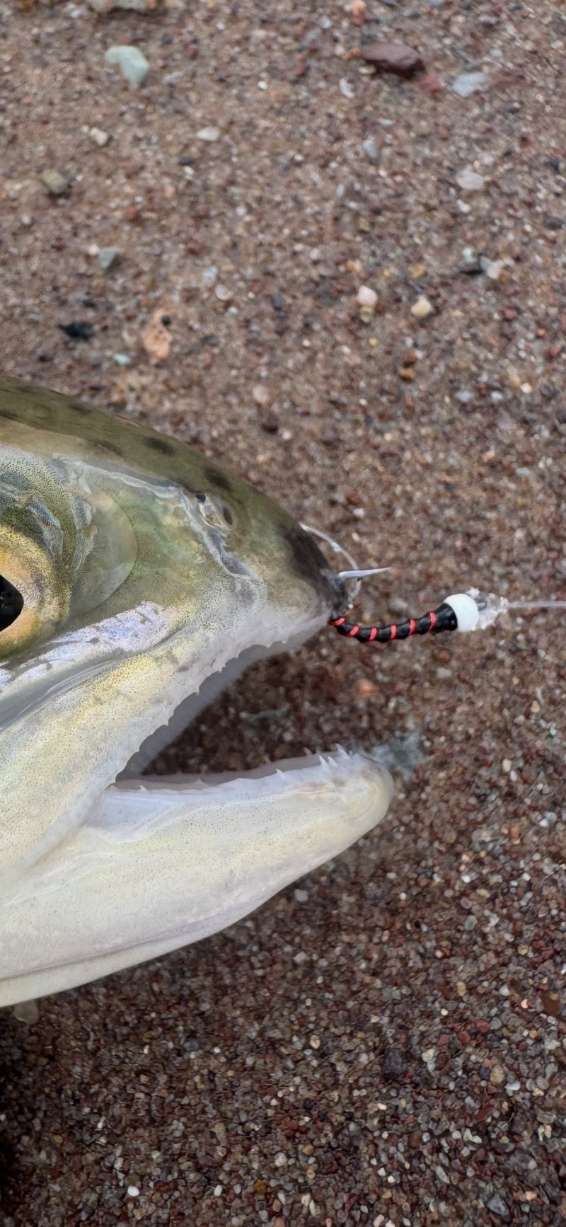 Customer catch on a Trout Tricks fly #14