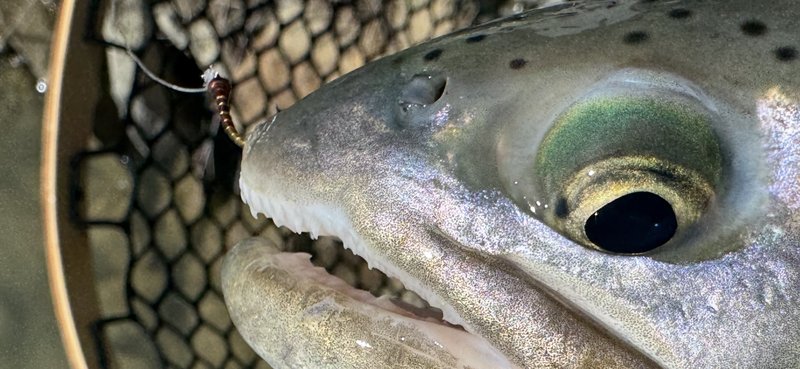 Customer catch on a Trout Tricks fly #15