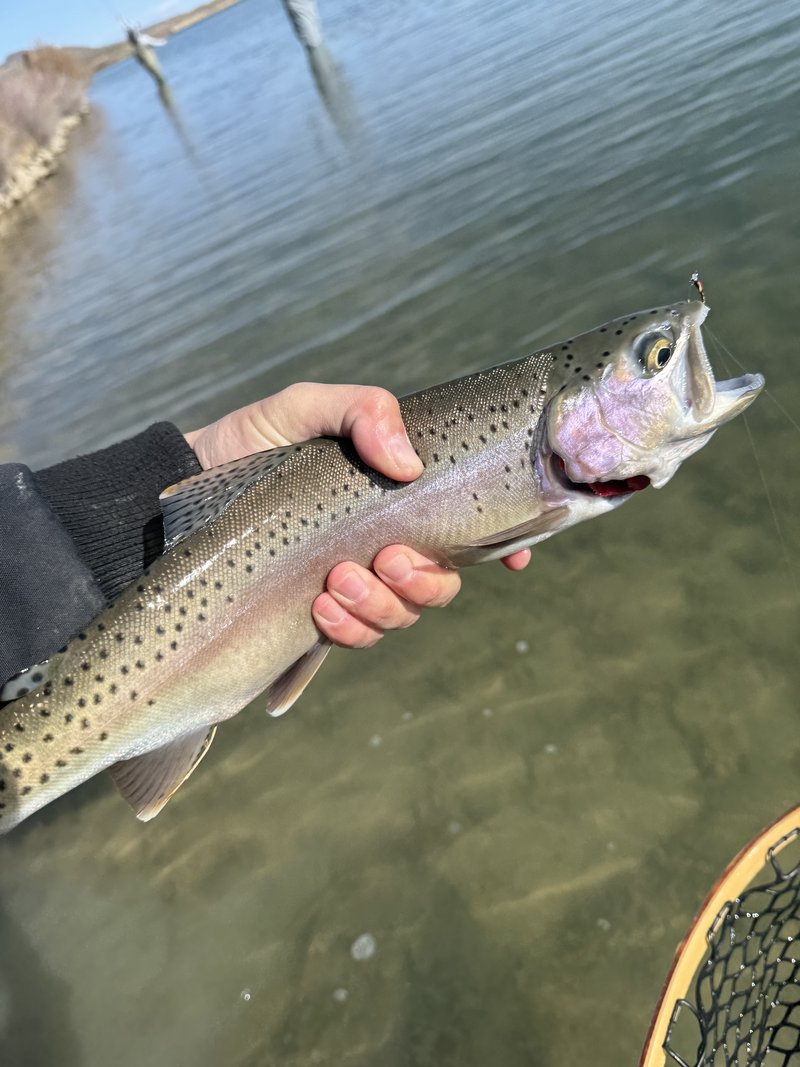 Customer catch on a Trout Tricks fly #16