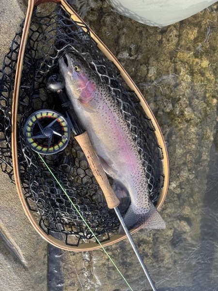 Spinney Mountain rainbow trout — Colorado stillwater fly fishing