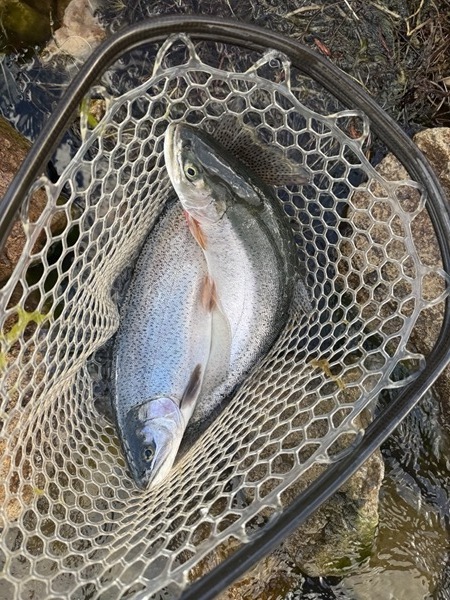 Wyoming stillwater brown trout fly fishing