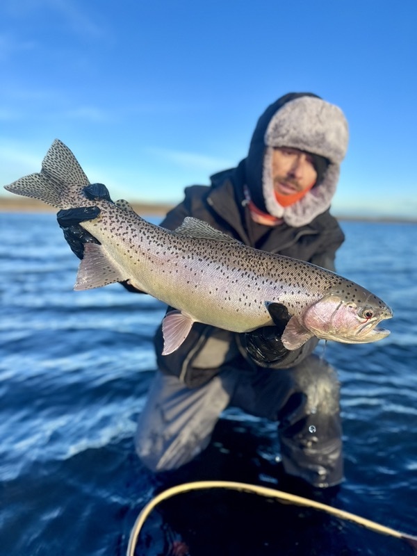 Colorado rainbow trout — hand-tied chironomid fly pattern