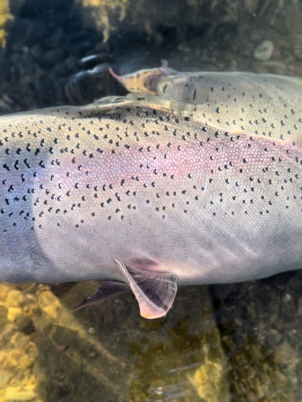 Trophy stillwater trout — Trout Tricks Colorado