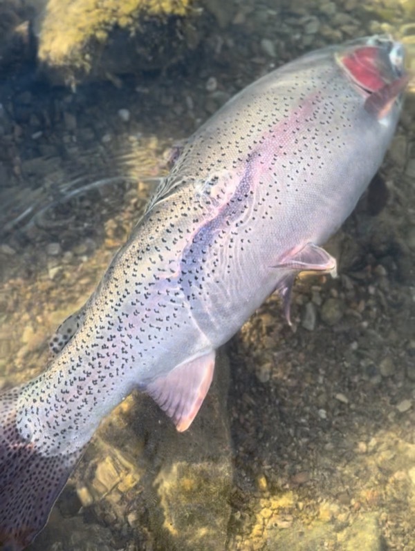Trophy rainbow trout — Colorado stillwater fly fishing