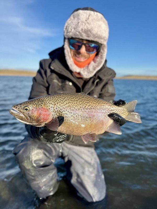 Brown trout caught on chironomid — Spinney Mountain Reservoir Colorado