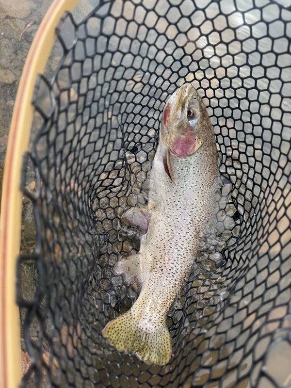 Lake John rainbow trout — North Park Colorado stillwater