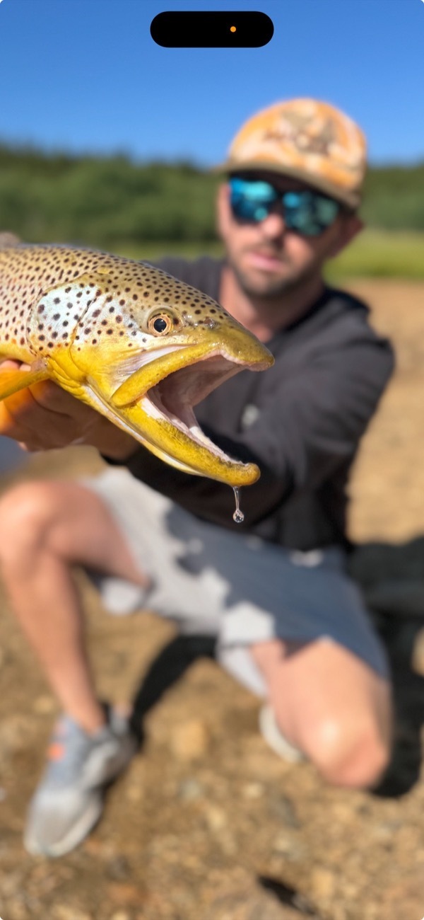 Wyoming stillwater brown trout fly fishing