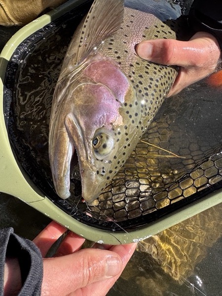 Brown trout caught on chironomid — Spinney Mountain Reservoir Colorado