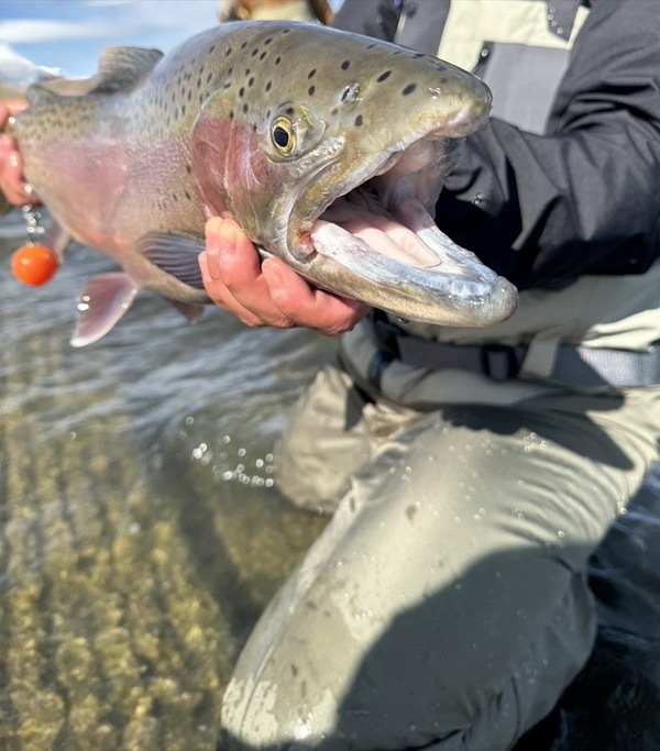 Stillwater brown trout — Delaney Buttes Colorado fly fishing