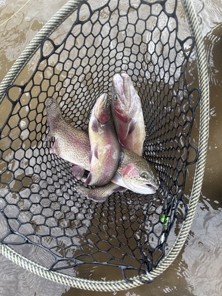 Lake John rainbow trout — North Park Colorado stillwater