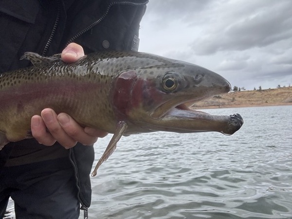 Colorado trophy trout caught on hand-tied chironomid pattern