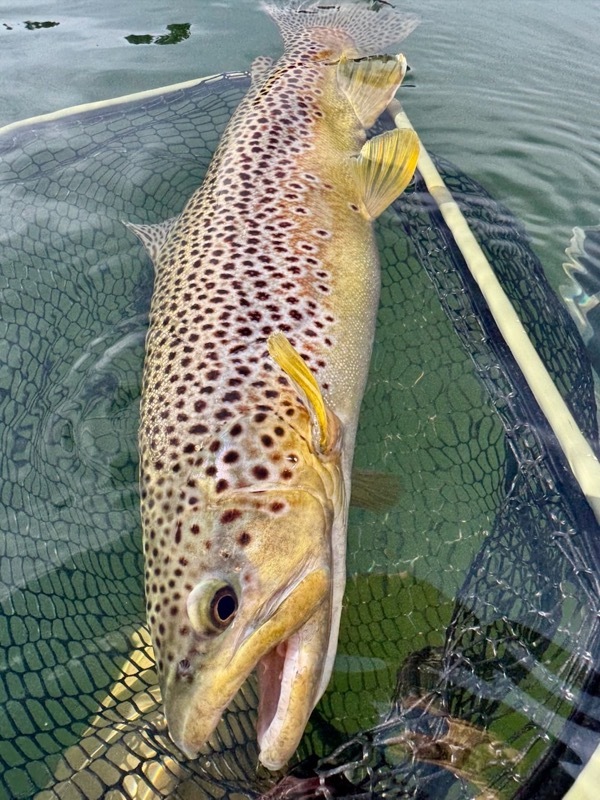 Trophy rainbow trout — Colorado stillwater fly fishing
