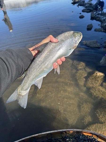 Colorado rainbow trout — hand-tied chironomid fly pattern