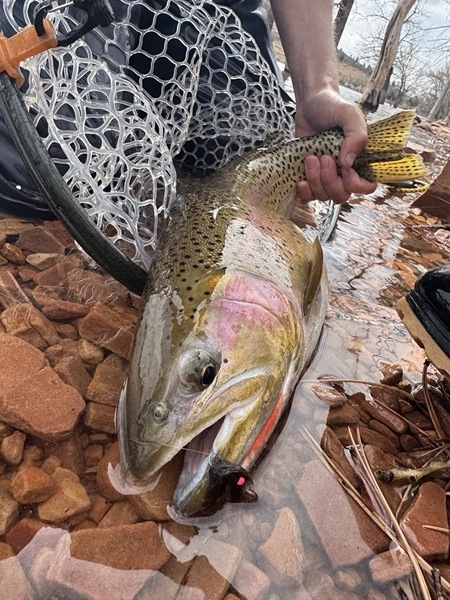 Trophy rainbow trout — Colorado stillwater fly fishing
