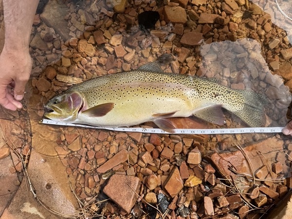 Brown trout caught on chironomid — Spinney Mountain Reservoir Colorado