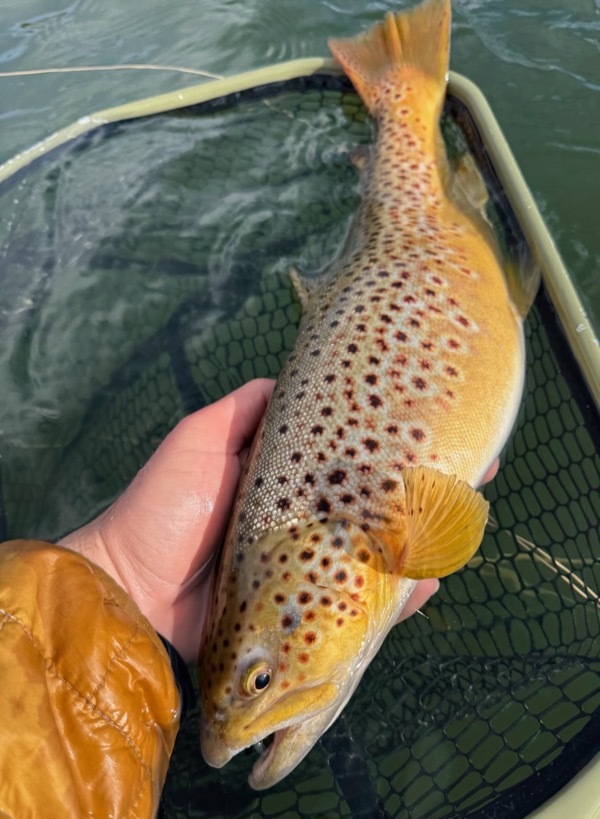 Brown trout caught on chironomid — Spinney Mountain Reservoir Colorado