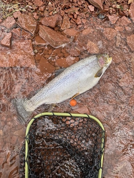 Colorado rainbow trout — hand-tied chironomid fly pattern