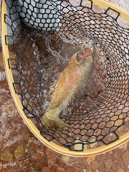 Trophy rainbow trout — Colorado stillwater fly fishing