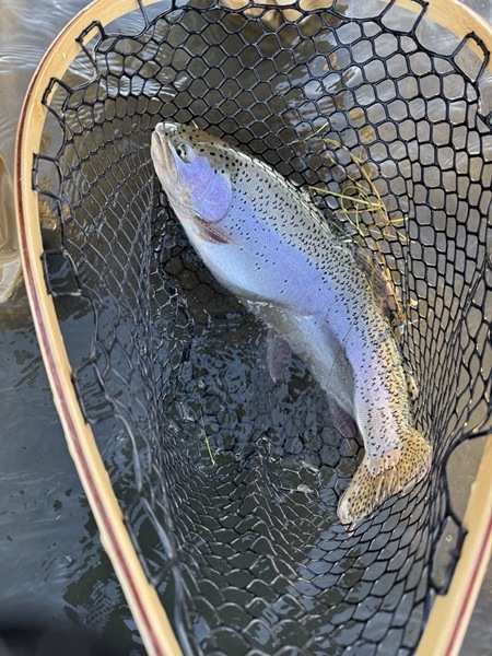 Rainbow trout fly fishing — 11 Mile Reservoir Colorado stillwater