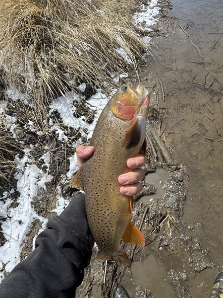Colorado trophy trout caught on hand-tied chironomid pattern