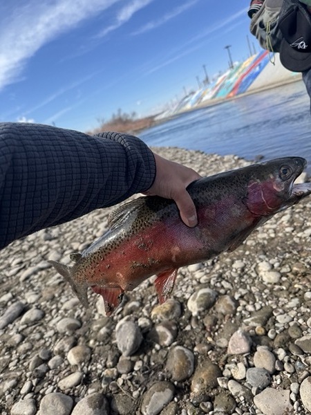 Trophy trout — indicator fly fishing Colorado stillwater