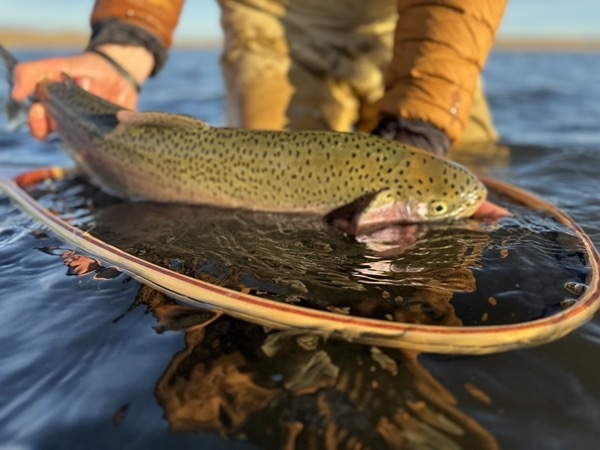 Stillwater brown trout — Delaney Buttes Colorado fly fishing