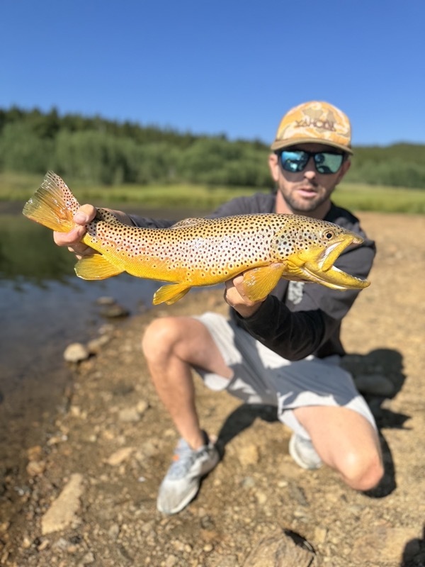 Colorado trophy trout caught on hand-tied chironomid pattern