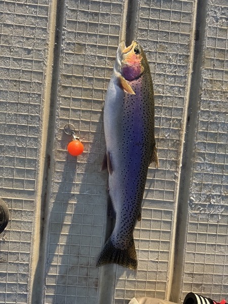 Trophy trout — indicator fly fishing Colorado stillwater