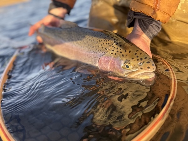 Lake John rainbow trout — North Park Colorado stillwater