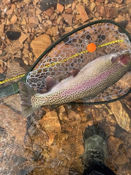 Trophy rainbow trout — Colorado stillwater fly fishing