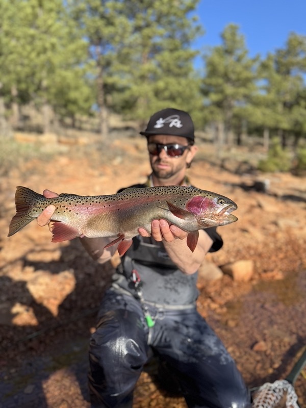 Wyoming stillwater brown trout fly fishing