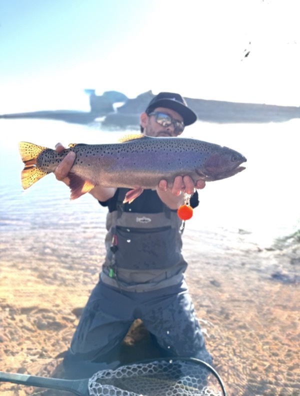 Colorado rainbow trout — hand-tied chironomid fly pattern