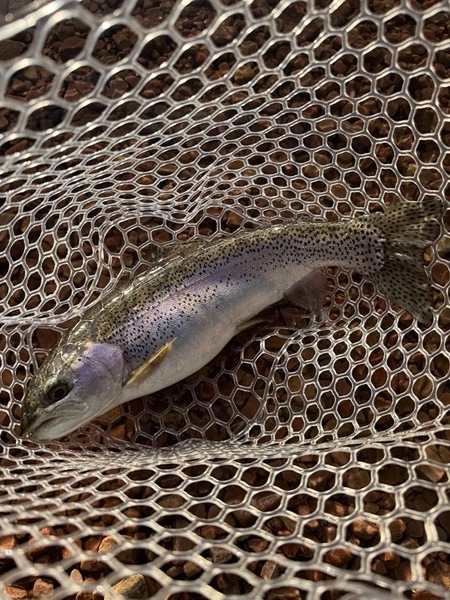 Trophy rainbow trout — Colorado stillwater fly fishing