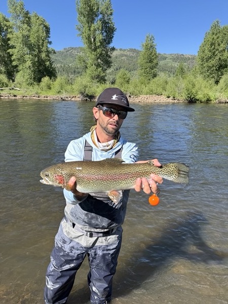 Brown trout caught on chironomid — Spinney Mountain Reservoir Colorado