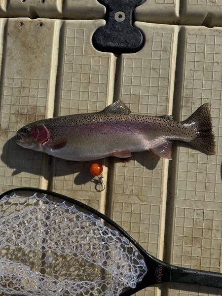Rainbow trout fly fishing — 11 Mile Reservoir Colorado stillwater