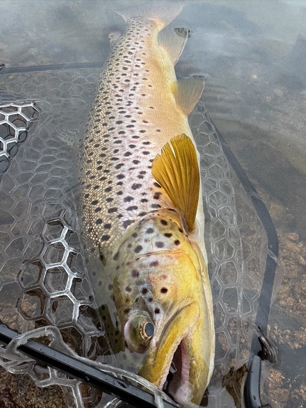 Colorado trophy trout caught on hand-tied chironomid pattern
